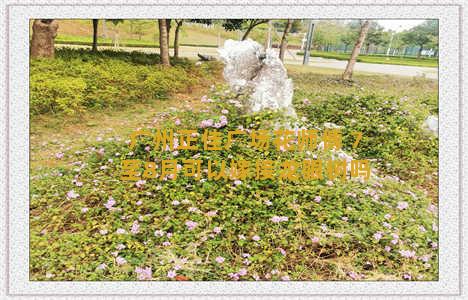 广州正佳广场花师傅 7至8月可以嫁接龙眼树吗
